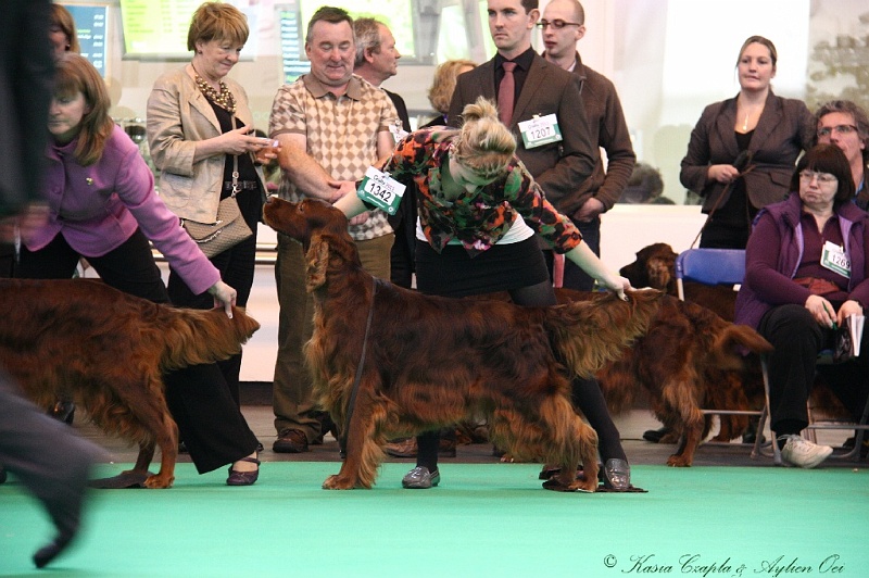 Crufts2011 746.jpg